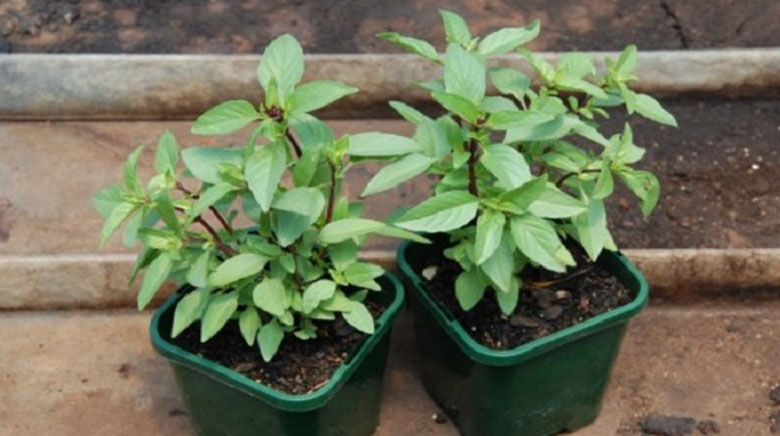 Cách đuổi ruồi ra khỏi nhà bằng cây húng quế