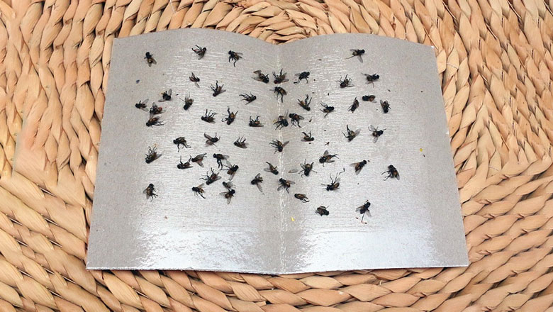 Cách đuổi ruồi ra khỏi nhà bằng tấm dính