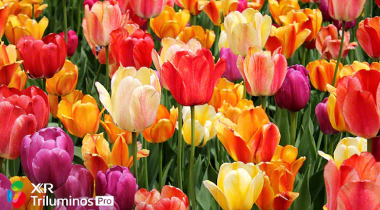 Đánh giá Tivi Sony 55X90J: Công nghệ hình ảnh XR Triluminos PRO