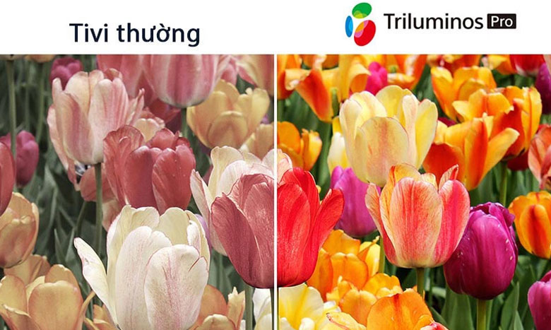 Đánh giá Tivi Sony 65X80K: Công nghệ hình ảnh Triluminos Pro