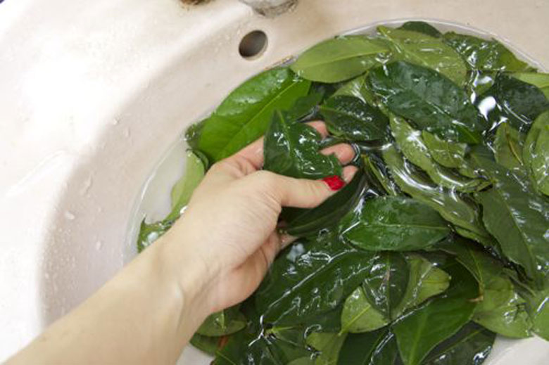 Cách làm trà sữa bằng lá chè xanh rửa sạch lá chè